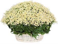 Цветочная композиция из Ромашки в корзине #REPLACE_PRED# Поназырево